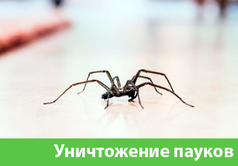 Избавиться от пауков в городе Полевской