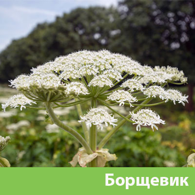 Борщевик в Полевском