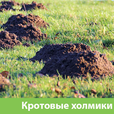 Кроты на участке в Полевском
