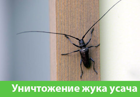 Обработка от жука усача в городе Полевской