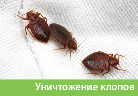 Уничтожение клопов в городе Полевской