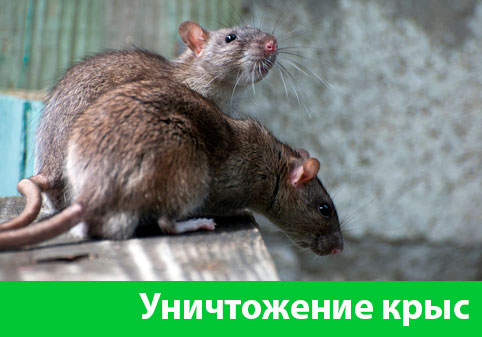 Уничтожение крыс в городе Полевской