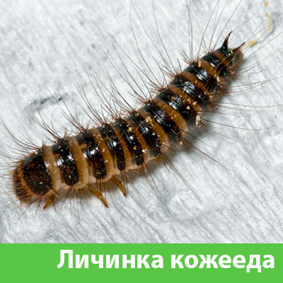 Личинка Кожееда в Полевском
