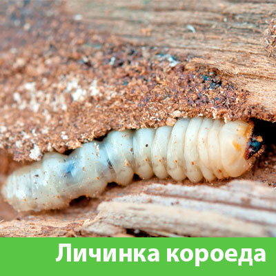 Уничтожение личинок короеда в Полевском