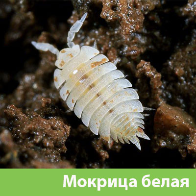 Мокрица в Полевском фото