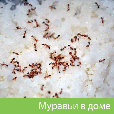 Муравьи в доме в Полевском