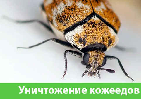 Обработка от кожееда в городе Полевской 