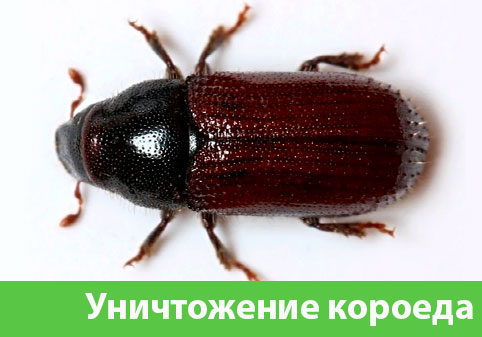 Обработка от короеда в городе Полевской