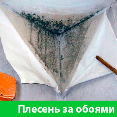 Удаление плесени в Полевском