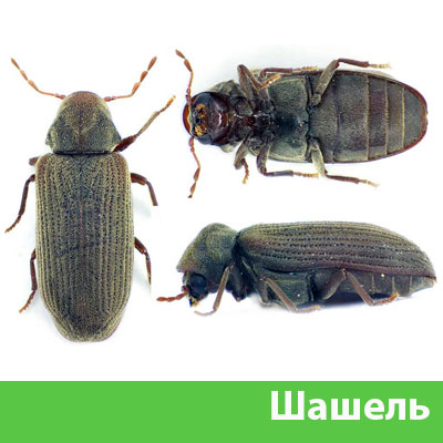 Обработка от шашеля в городе Полевской