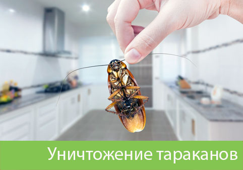 Уничтожение тараканов в городе Полевской
