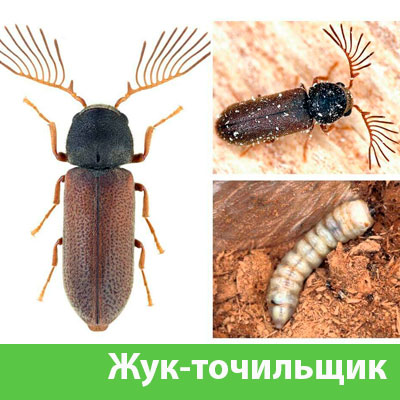 Уничтожение точильщика и личинок в Полевском