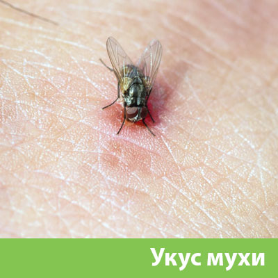 Уничтожение мух в Полевском