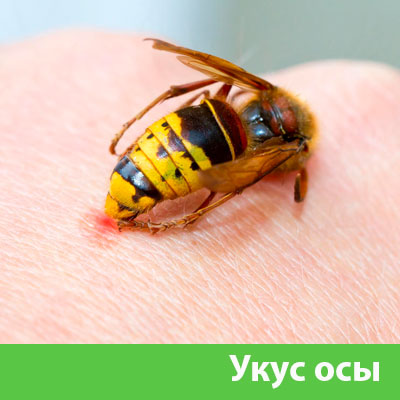 Профессиональное уничтожение ос и шершней в Полевском