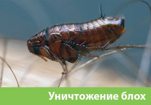 Уничтожение блох в городе Полевской