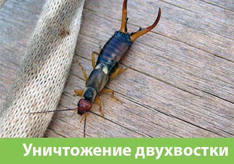 Уничтожение двухвостки в городе Полевской
