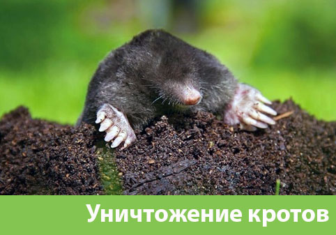 Уничтожение кротов в городе Полевской