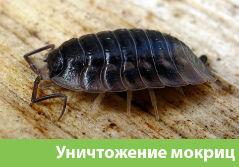 Мокрицы в квартире в городе Полевской
