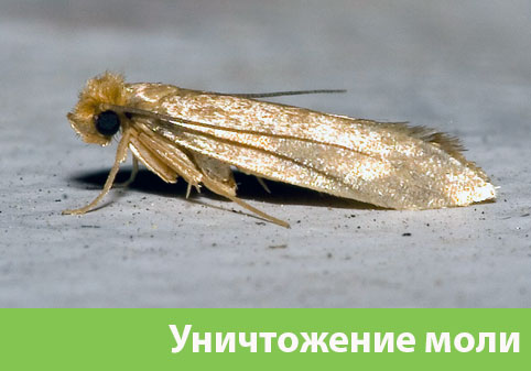 Уничтожение моли в городе Полевской 