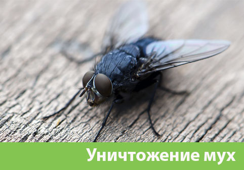 Уничтожение мух в городе Полевской