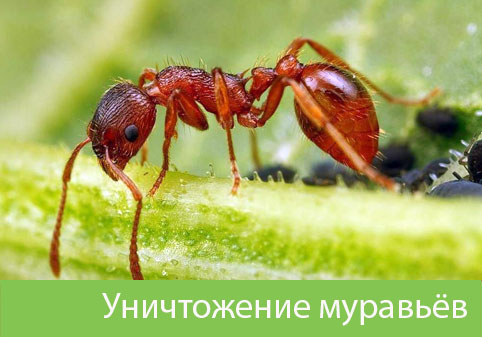 Уничтожение муравьёв в городе Полевской