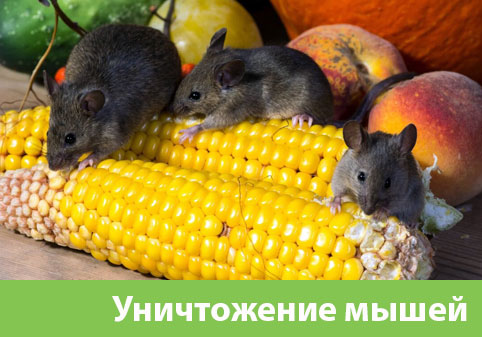 Уничтожение мышей в Полевском