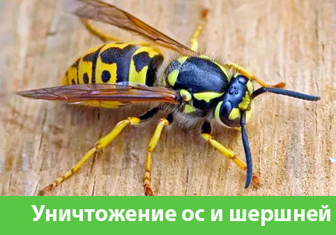 Уничтожение ос и шершней в городе Полевской
