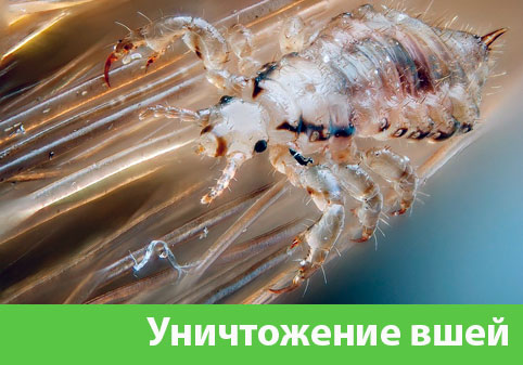 Уничтожение вшей в городе Полевской
